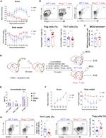 FOXP3 Antibody in Flow Cytometry (Flow)