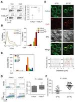 CD307d (FcRL4) Antibody in Flow Cytometry (Flow)