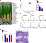 Mouse IgA Antibody in Flow Cytometry (Flow)