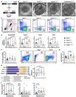 Mouse IgA Antibody in Flow Cytometry (Flow)
