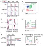 FOXP3 Antibody in Flow Cytometry (Flow)