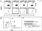 FOXP3 Antibody in Flow Cytometry (Flow)
