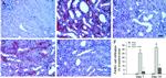 F4/80 Antibody in Immunohistochemistry (Paraffin) (IHC (P))