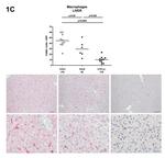 F4/80 Antibody in Immunohistochemistry (Paraffin) (IHC (P))