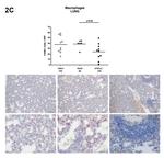F4/80 Antibody in Immunohistochemistry (Paraffin) (IHC (P))