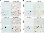 F4/80 Antibody in Immunohistochemistry (Frozen) (IHC (F))