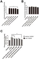 F4/80 Antibody in Flow Cytometry (Flow)