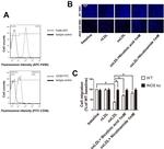 F4/80 Antibody in Flow Cytometry (Flow)