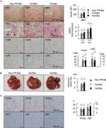 F4/80 Antibody in Immunohistochemistry (IHC)