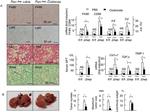 F4/80 Antibody in Immunohistochemistry (IHC)