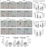 F4/80 Antibody in Immunohistochemistry (IHC)