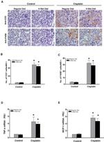 F4/80 Antibody in Immunohistochemistry (IHC)