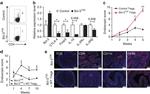 F4/80 Antibody in Immunohistochemistry (IHC)