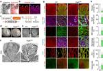 F4/80 Antibody in Immunohistochemistry (IHC)