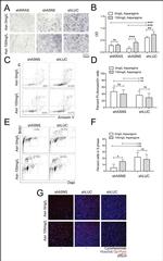 BrdU Antibody in Immunocytochemistry, Flow Cytometry (ICC/IF, Flow)