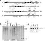 Ephrin B1 Antibody in Western Blot (WB)