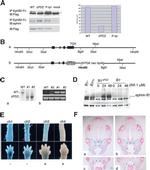 Ephrin B1 Antibody in Western Blot (WB)