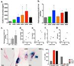 Ki-67 Antibody in Immunohistochemistry, Immunocytochemistry (IHC, ICC/IF)