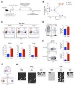 Ki-67 Antibody in Flow Cytometry (Flow)