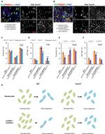 Ki-67 Antibody in Immunocytochemistry, Flow Cytometry (ICC/IF, Flow)
