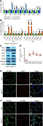 Carbonic Anhydrase IV Antibody in Immunohistochemistry (IHC)