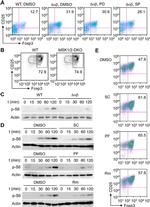 FOXP3 Antibody in Flow Cytometry (Flow)