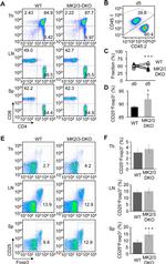 FOXP3 Antibody in Flow Cytometry (Flow)