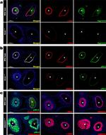 Endomucin Antibody in Immunocytochemistry (ICC/IF)
