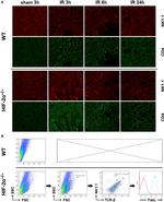 NK1.1 Antibody in Flow Cytometry (Flow)