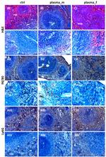 F4/80 Antibody in Immunohistochemistry (IHC)