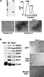 ROC1 Antibody in Western Blot (WB)