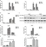 MHC Class I (H-2Kb) Antibody in Flow Cytometry (Flow)