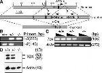 TOX Antibody in Western Blot (WB)
