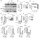 RASSF1A Antibody in Western Blot (WB)