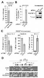 RASSF1A Antibody in Western Blot (WB)