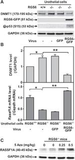 RASSF1A Antibody in Western Blot (WB)