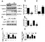 RASSF1A Antibody in Western Blot (WB)