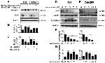 RASSF1A Antibody in Western Blot (WB)