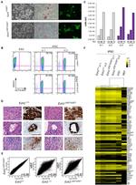 SSEA1 Antibody in Immunohistochemistry, Immunocytochemistry, Flow Cytometry (IHC, ICC/IF, Flow)