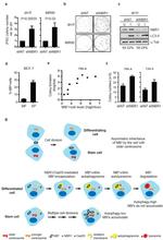 TRA-1-60 (Podocalyxin) Antibody in Immunohistochemistry, Immunocytochemistry (IHC, ICC/IF)