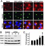 Transferrin Receptor Antibody in Immunocytochemistry (ICC/IF)
