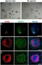 SOX2 Antibody in Immunocytochemistry (ICC/IF)