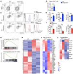 CD185 (CXCR5) Antibody in Flow Cytometry (Flow)