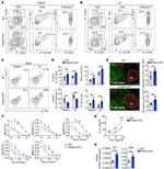 CD185 (CXCR5) Antibody in Flow Cytometry (Flow)