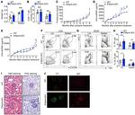 CD185 (CXCR5) Antibody in Flow Cytometry (Flow)