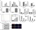 CD369 (Clec7a, Dectin-1) Antibody