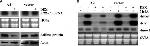 RIT1 Antibody in Western Blot (WB)