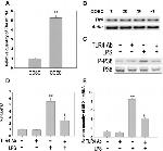 CD284 (TLR4) Antibody in Western Blot, Neutralization (WB, Neu)