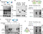 CD44 Antibody in Western Blot (WB)