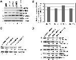 ADM2 Antibody in Western Blot (WB)